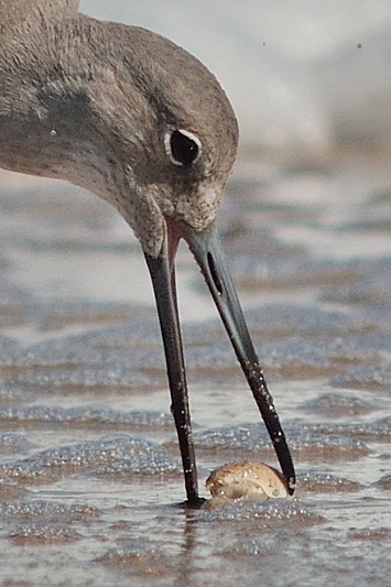 Willet